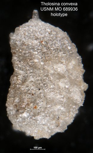 Tholosina convexa Moreman, 1930