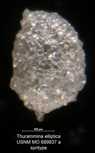 Thurammina elliptica Moreman, 1930