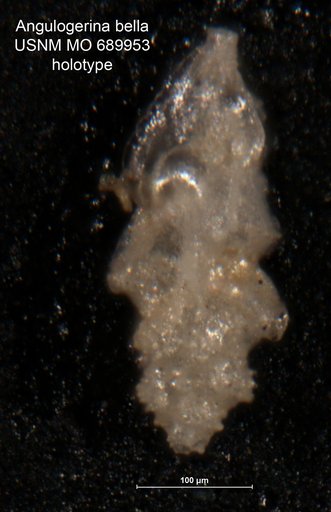 Angulogerina bella Phleger & Parker, 1951