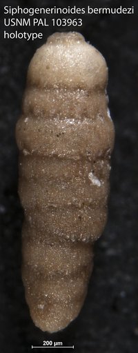 Siphogenerinoides bermudezi Stone, 1946