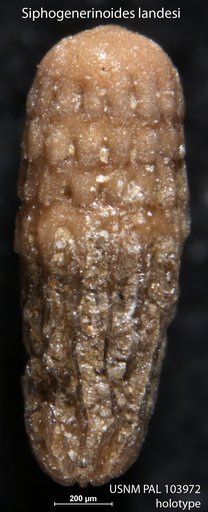 Siphogenerinoides landesi Stone, 1946