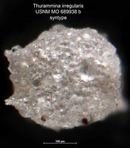 Thurammina irregularis Moreman, 1930