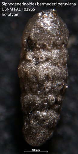 Siphogenerinoides bermudezi var. peruviana Stone, 1946