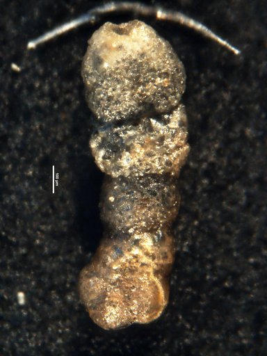 Ammobaculites torosus Loeblich & Tappan, 1949