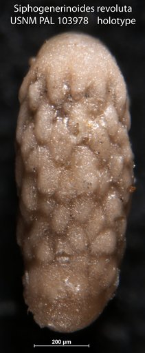 Siphogenerinoides revoluta Stone, 1946