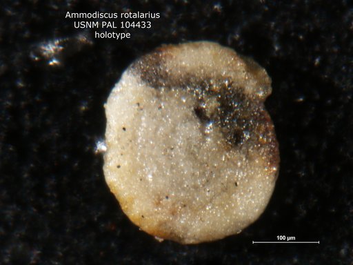 Ammodiscus rotalarius Loeblich & Tappan, 1949