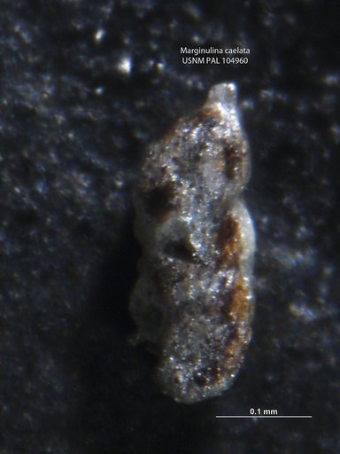 Marginulina caelata Loeblich & Tappan, 1950
