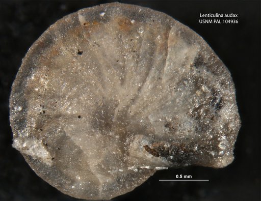 Lenticulina audax Loeblich & Tappan, 1950
