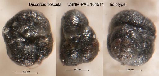 Discorbis floscula Loeblich & Tappan, 1949