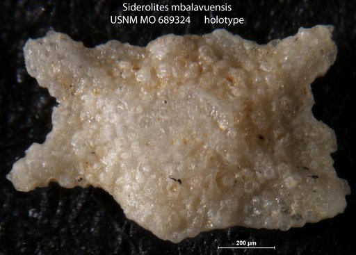 Siderolites mbalavuensis Kleinpell, 1954