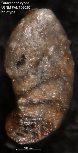 Saracenaria cypha Loeblich & Tappan, 1950