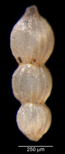 Nodosaria sphingothalama Loeblich & Tappan, 1950
