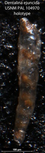 Dentalina ejuncida Loeblich & Tappan, 1950