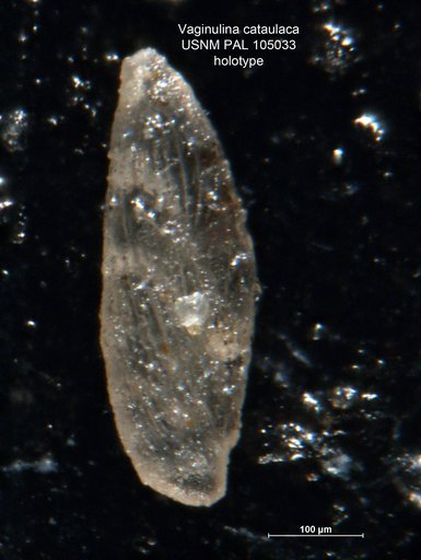 Vaginulina cataulaca Loeblich & Tappan, 1950