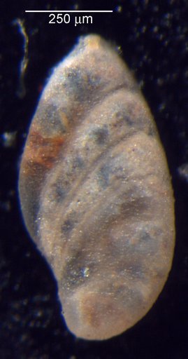 Astacolus petalus Loeblich & Tappan Loeblich, 1950