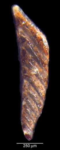 Vaginulina mecyna Loeblich & Tappan, 1950