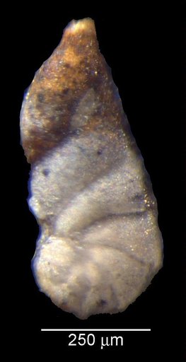 Vaginulinopsis eritheles Loeblich & Tappan, 1950
