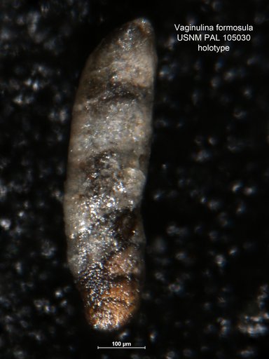 Vaginulina formosula Loeblich & Tappan, 1950