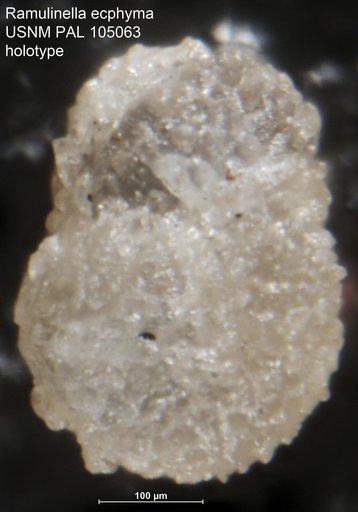 Ramulinella ecphyma Loeblich & Tappan, 1950