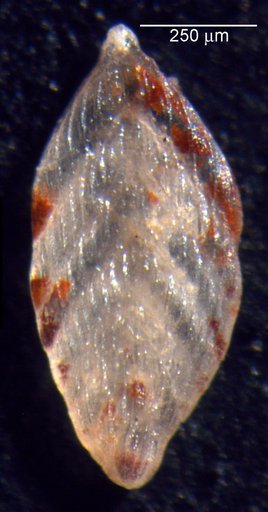 Citharinella latifolia Loeblich & Tappan, 1950