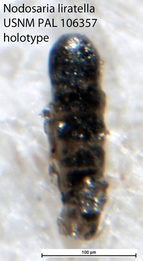 Nodosaria liratella Tappan, 1951