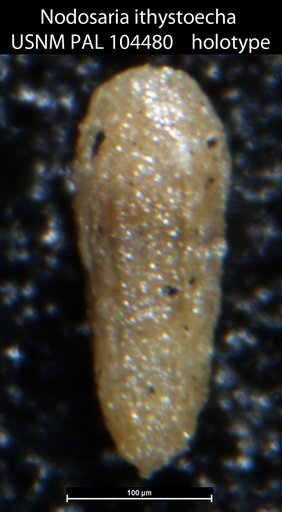 Nodosaria ithystoecha Loeblich & Tappan, 1949