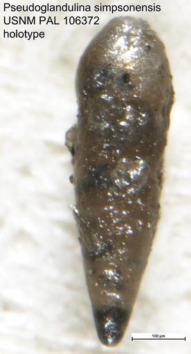 Pseudoglandulina simpsonensis Tappan Loeblich, 1951