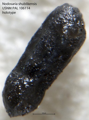 Nodosaria shublikensis Tappan, 1951