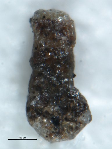 Ammobaculites venustus Loeblich & Tappan, 1950