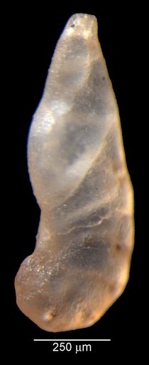 Vaginulinopsis eritheles Loeblich & Tappan, 1950