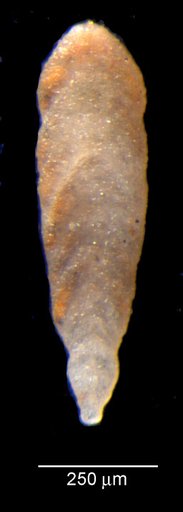 Lingulina rursa Loeblich & Tappan, 1950