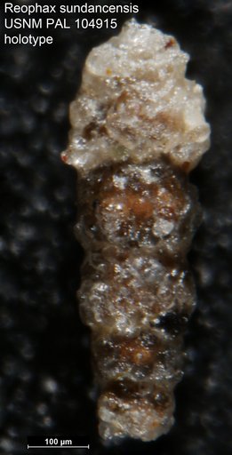 Reophax sundancensis Loeblich & Tappan, 1950