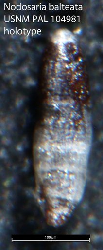 Nodosaria balteata Loeblich & Tappan, 1950