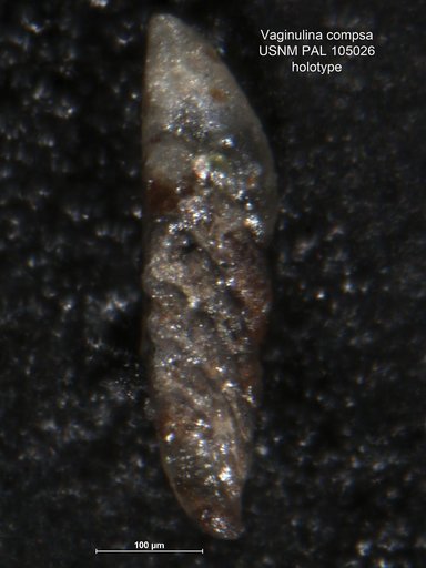 Vaginulina compsa Loeblich & Tappan, 1950