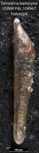 Dentalina leptosyna Loeblich & Tappan, 1950