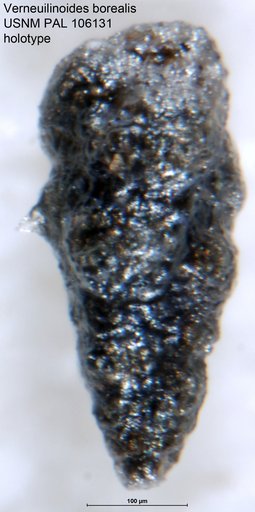 Verneuilinoides borealis Tappan Loeblich, 1957
