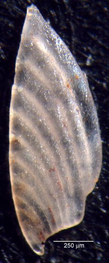 Citharina latissima Loeblich & Tappan, 1950