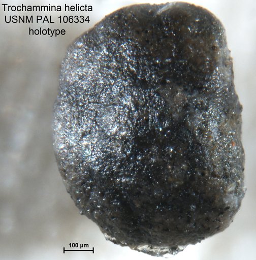 Trochammina helicta Tappan Loeblich, 1951