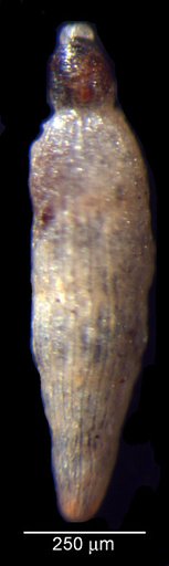Dentalina polyholca Loeblich & Tappan, 1950