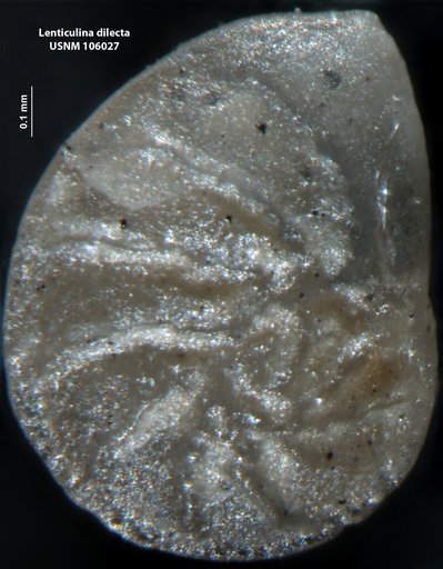 Lenticulina dilecta Loeblich & Tappan Loeblich, 1950