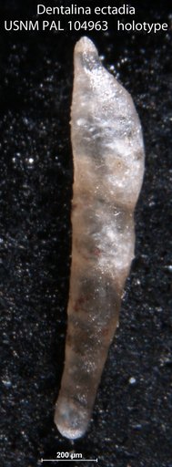 Dentalina ectadia Loeblich & Tappan, 1950