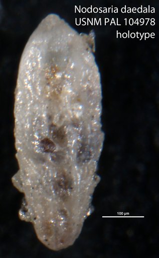 Nodosaria daedala Loeblich & Tappan, 1950