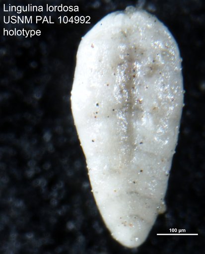 Lingulina lordosa Loeblich & Tappan, 1950