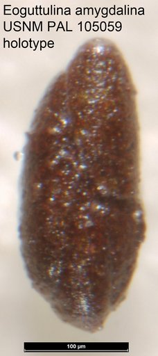 Eoguttulina amygdalina Loeblich & Tappan, 1950