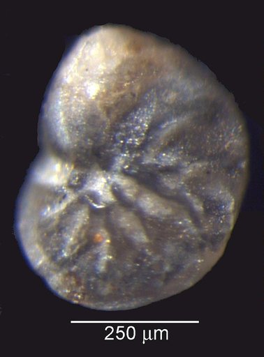 Lenticulina dilecta Loeblich & Tappan Loeblich, 1950