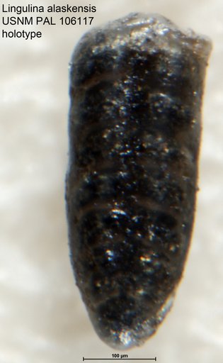Lingulina alaskensis Tappan, 1951