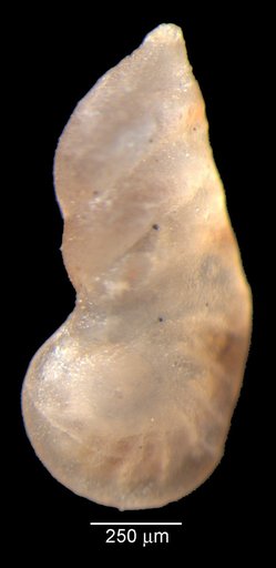 Vaginulinopsis eritheles Loeblich & Tappan, 1950