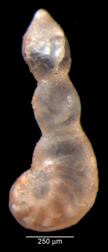 Vaginulinopsis eritheles Loeblich & Tappan, 1950