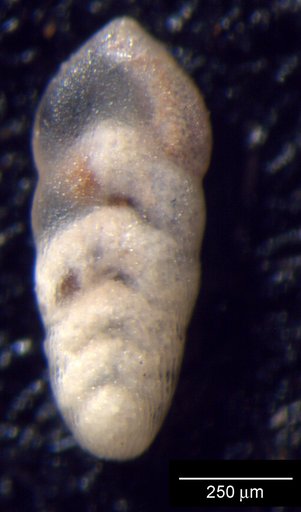 Lingulina hathra Loeblich & Tappan, 1950