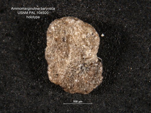 Ammomarginulina baryntica Loeblich & Tappan, 1950